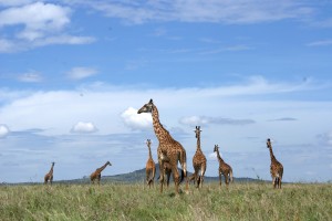 Serengeti giraffes